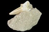 Otodus Shark Tooth Fossil in Rock - Eocene #139846-2